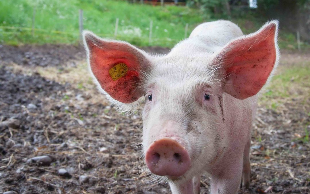 Advisers, Pigs and Early Birds